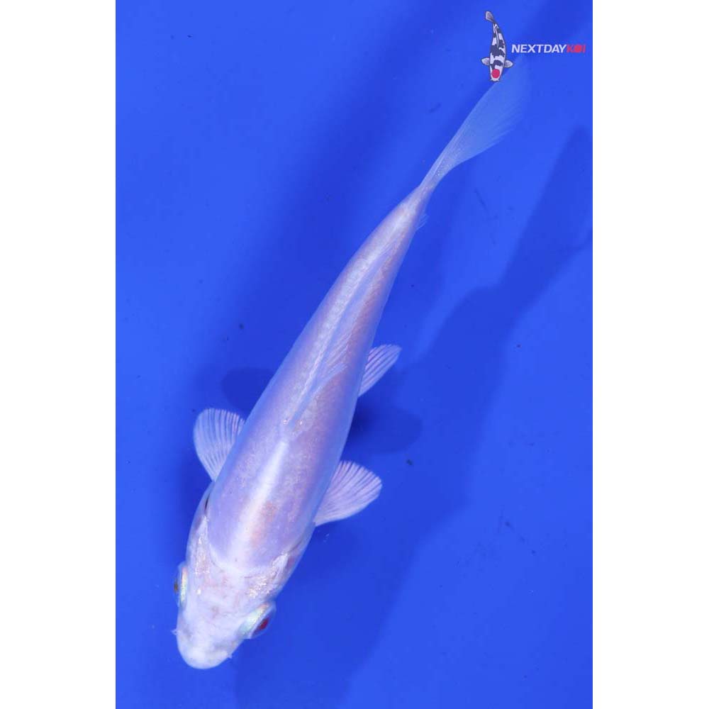 4” Imported Doitsu Platinum Ogon