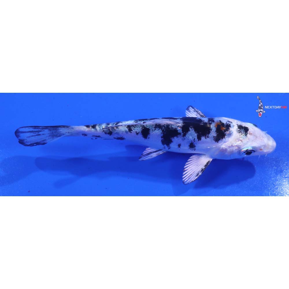 4” Imported Heisei Nishiki