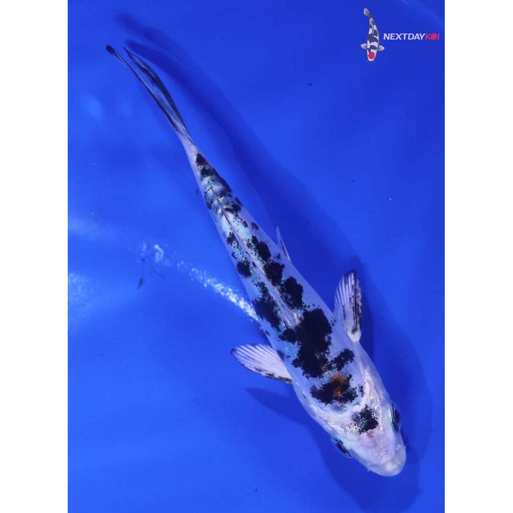 4” Imported Heisei Nishiki