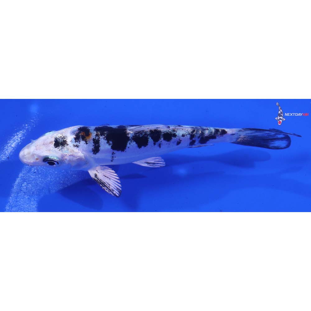 4” Imported Heisei Nishiki