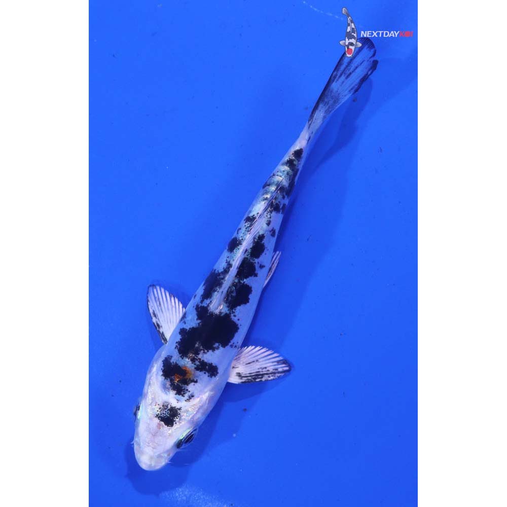 4” Imported Heisei Nishiki