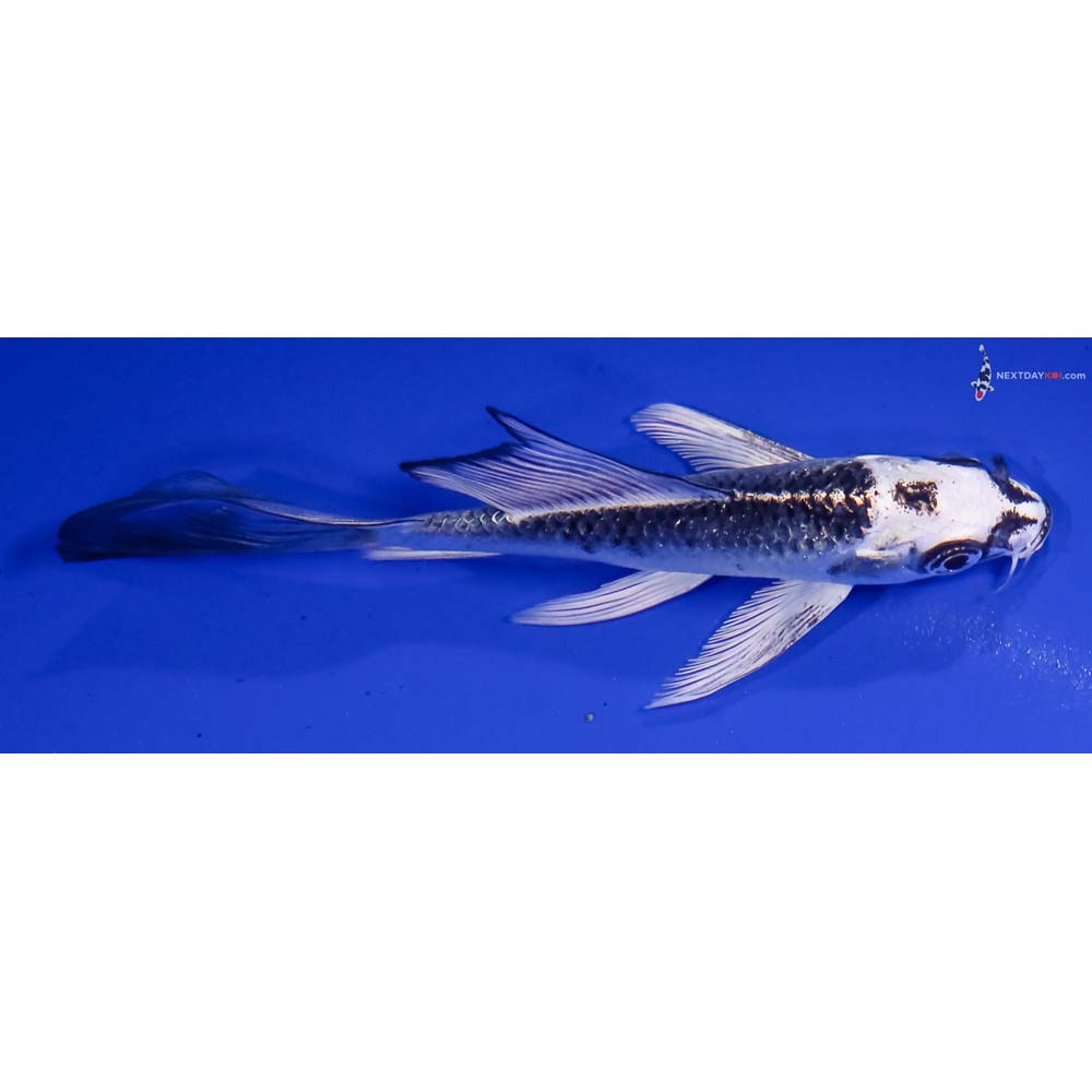 4.5” Imported Gin Matsuba Butterfly Koi