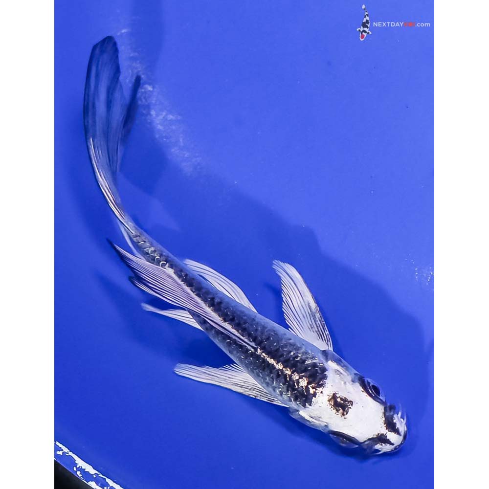 4.5” Imported Gin Matsuba Butterfly Koi