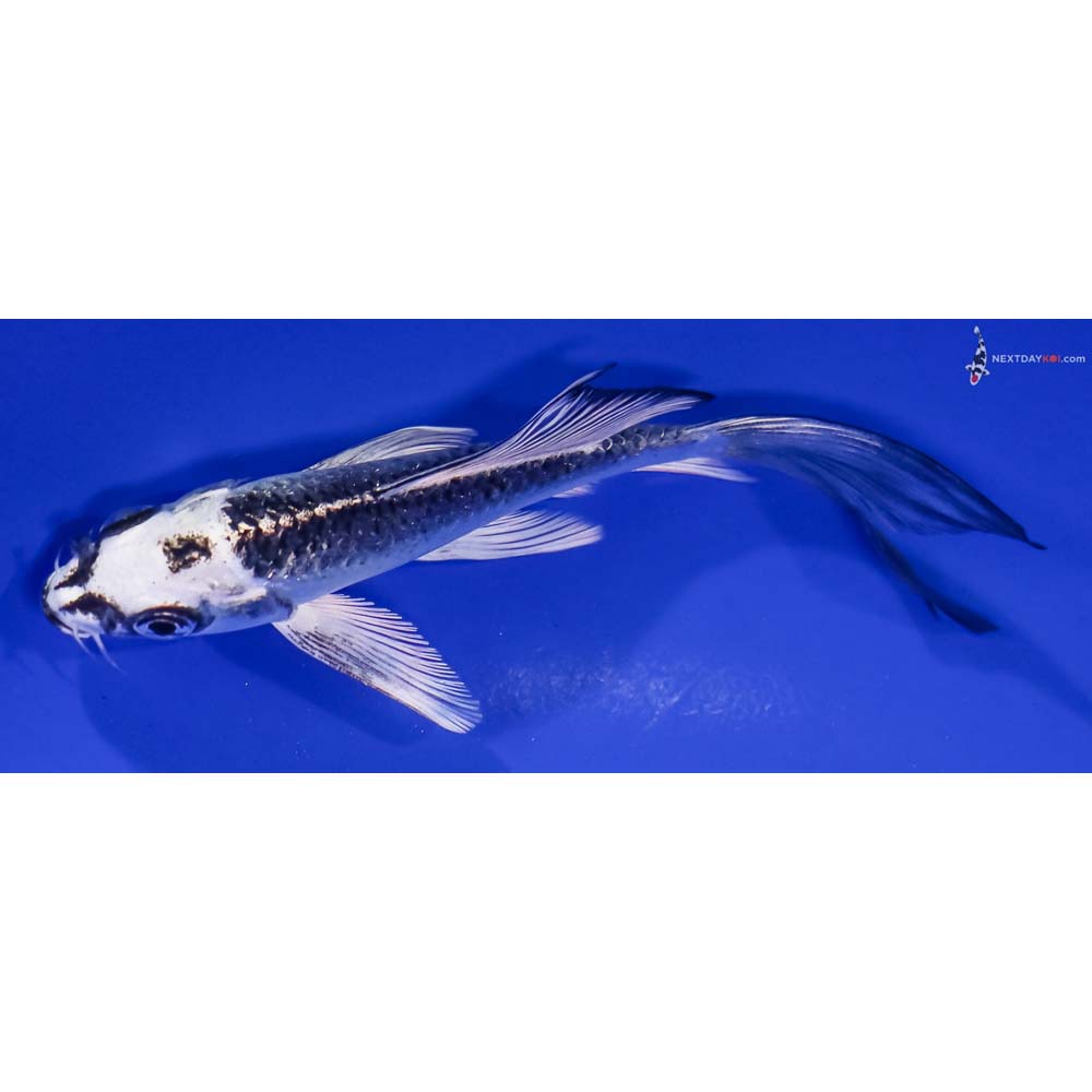 4.5” Imported Gin Matsuba Butterfly Koi