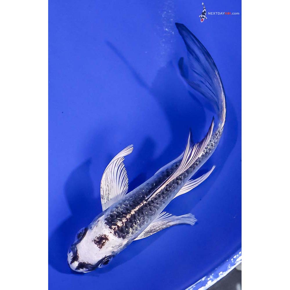 4.5” Imported Gin Matsuba Butterfly Koi