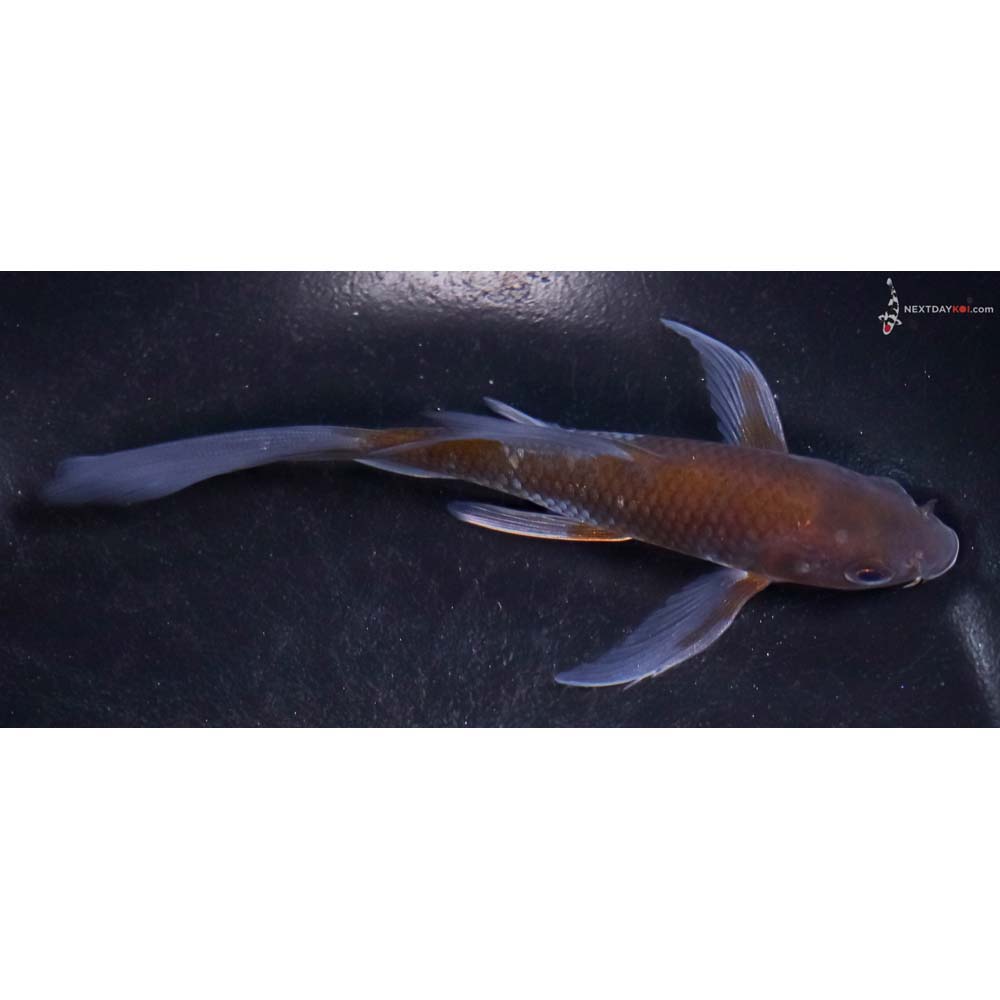 5” Imported Ochiba Shigure Butterfly Koi