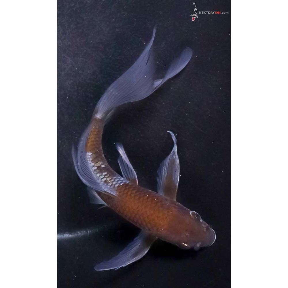 5” Imported Ochiba Shigure Butterfly Koi
