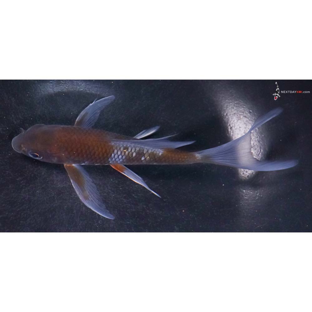 5” Imported Ochiba Shigure Butterfly Koi