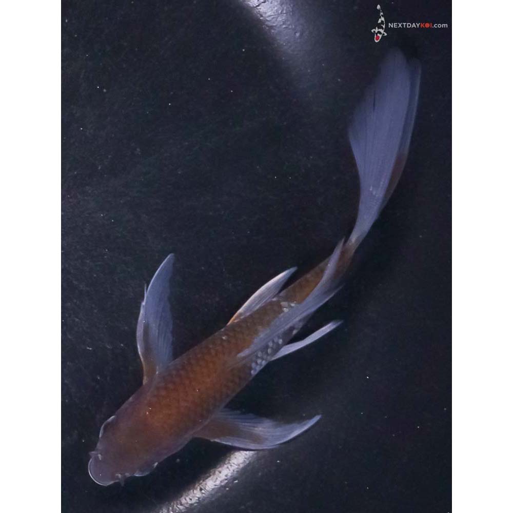 5” Imported Ochiba Shigure Butterfly Koi