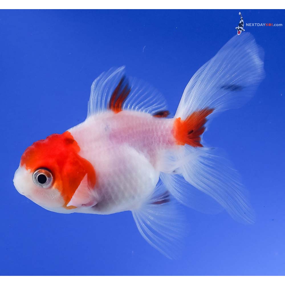 3.5” Imported Calico Oranda