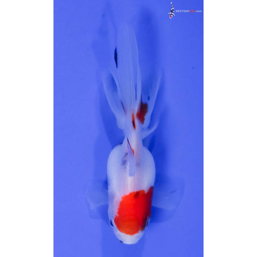 3.5” Imported Calico Oranda