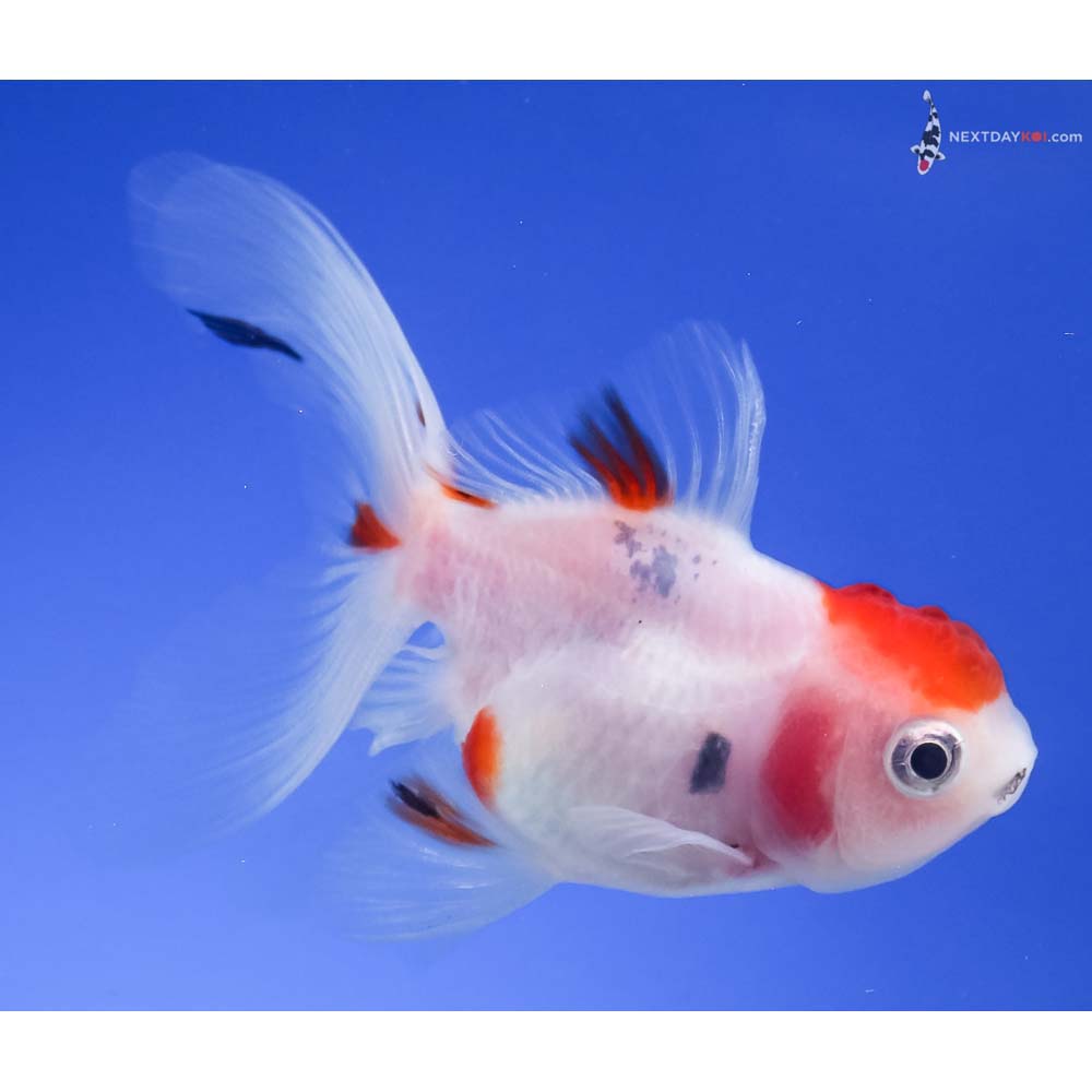 3.5” Imported Calico Oranda