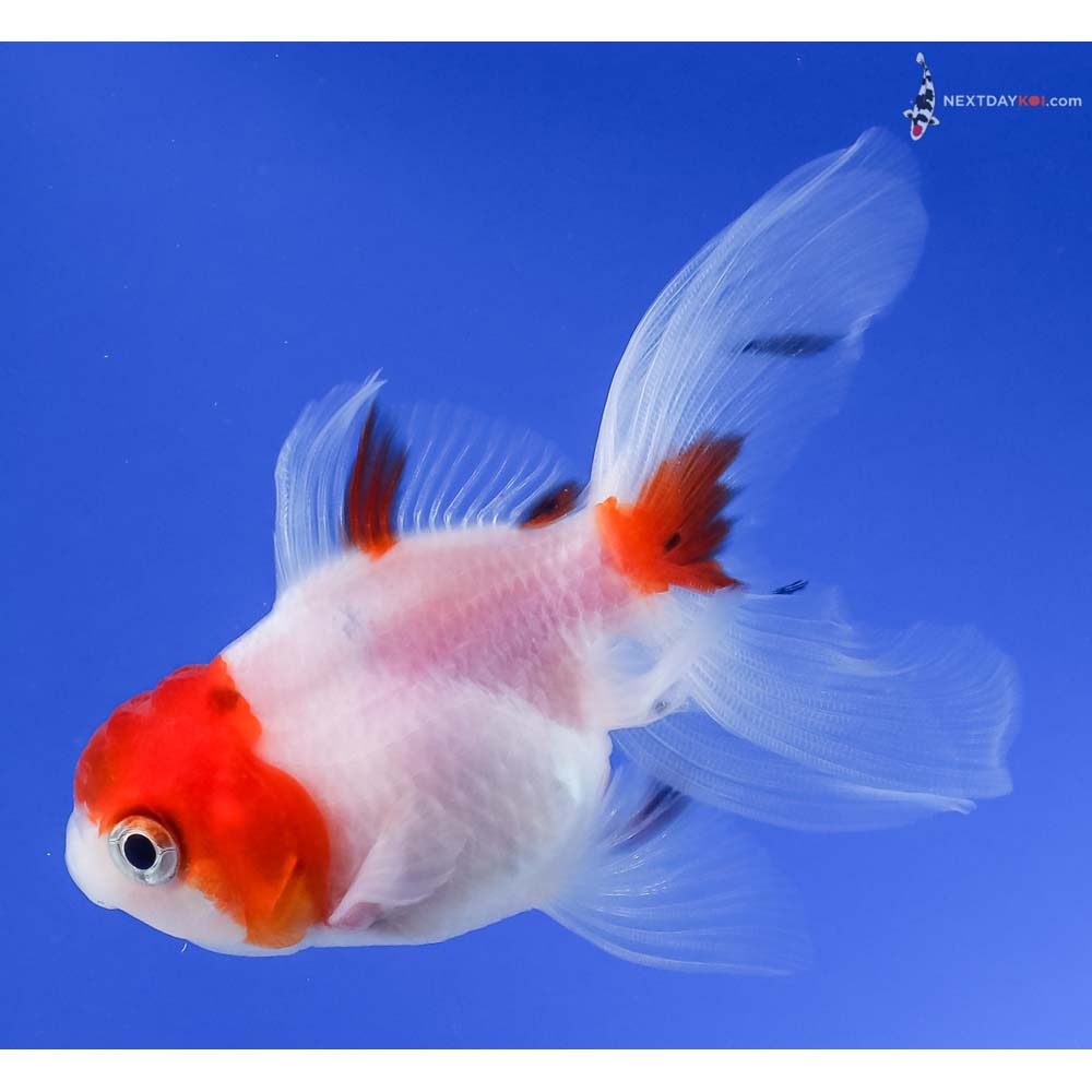 3.5” Imported Calico Oranda