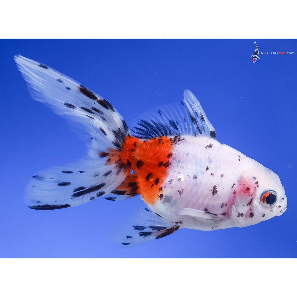 4” Imported Calico Oranda