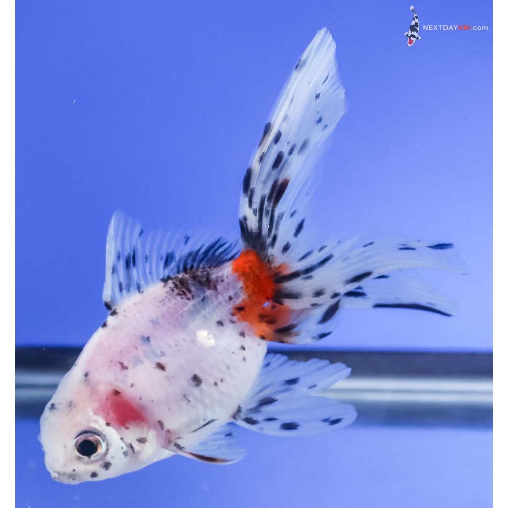 4” Imported Calico Fantail