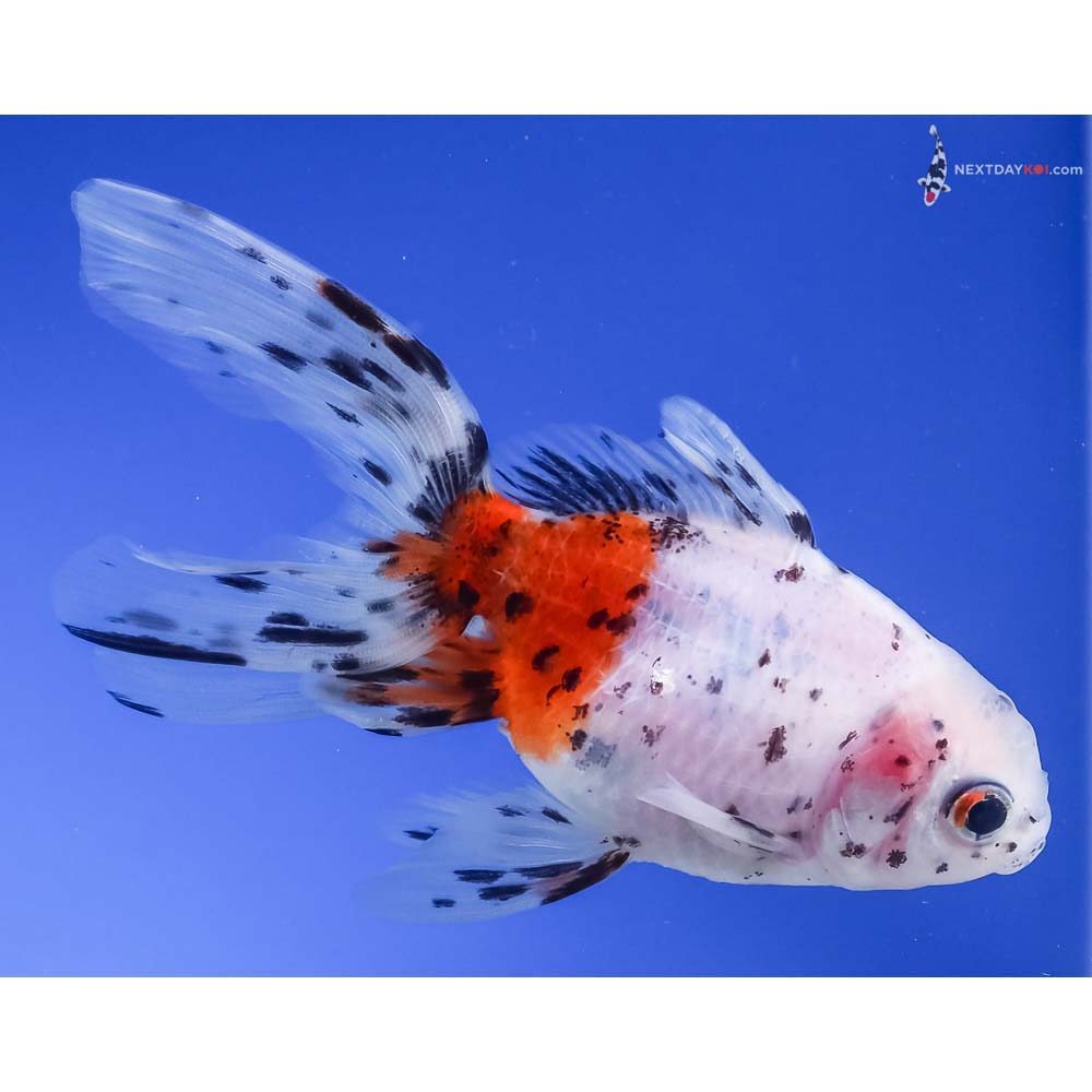 4” Imported Calico Fantail