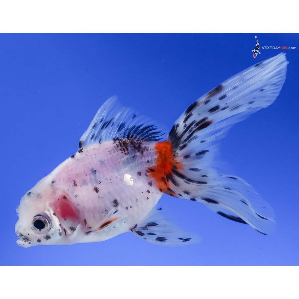 4” Imported Calico Fantail