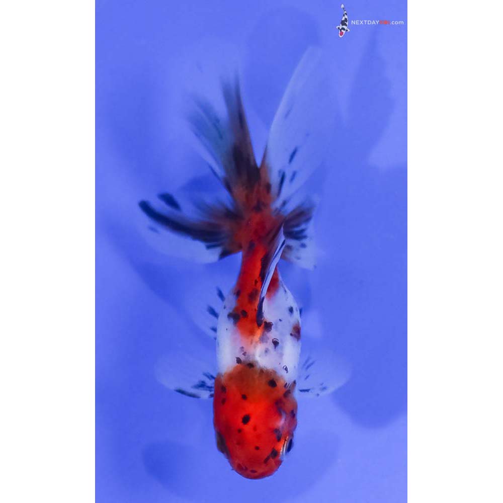 3” Imported Calico Oranda - Image 5