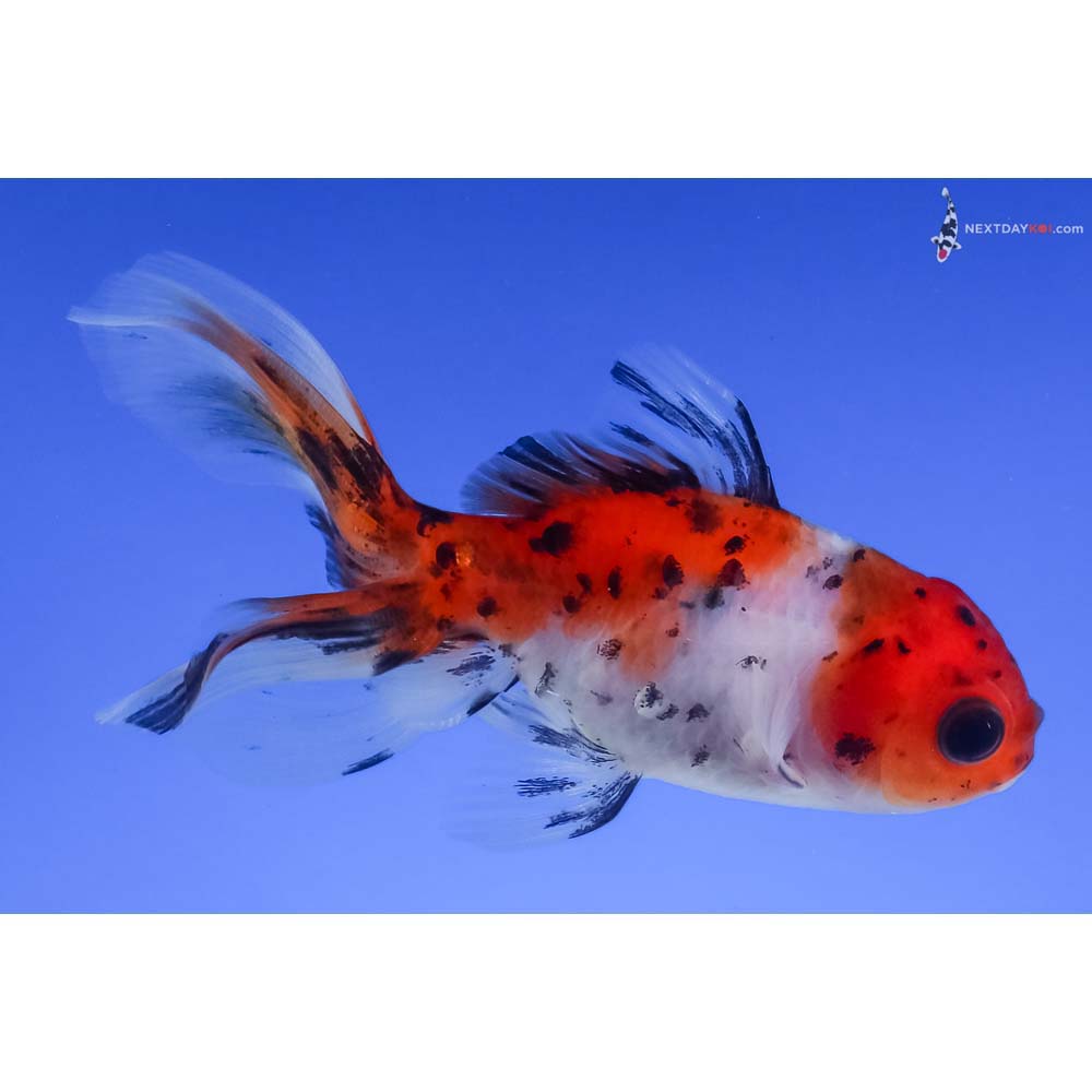 3” Imported Calico Fantail