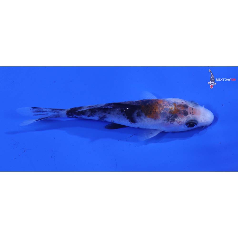 3.5” Imported Sanke