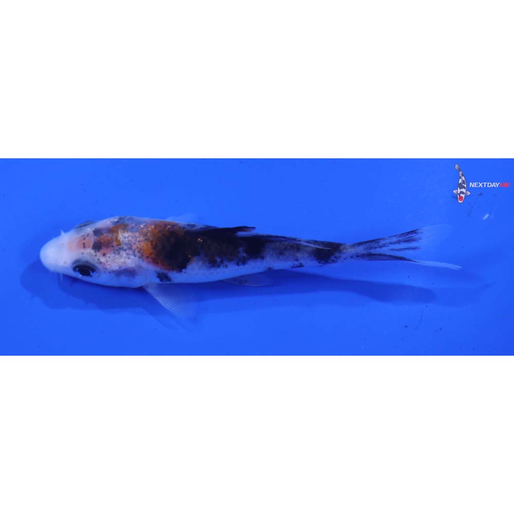 3.5” Imported Sanke