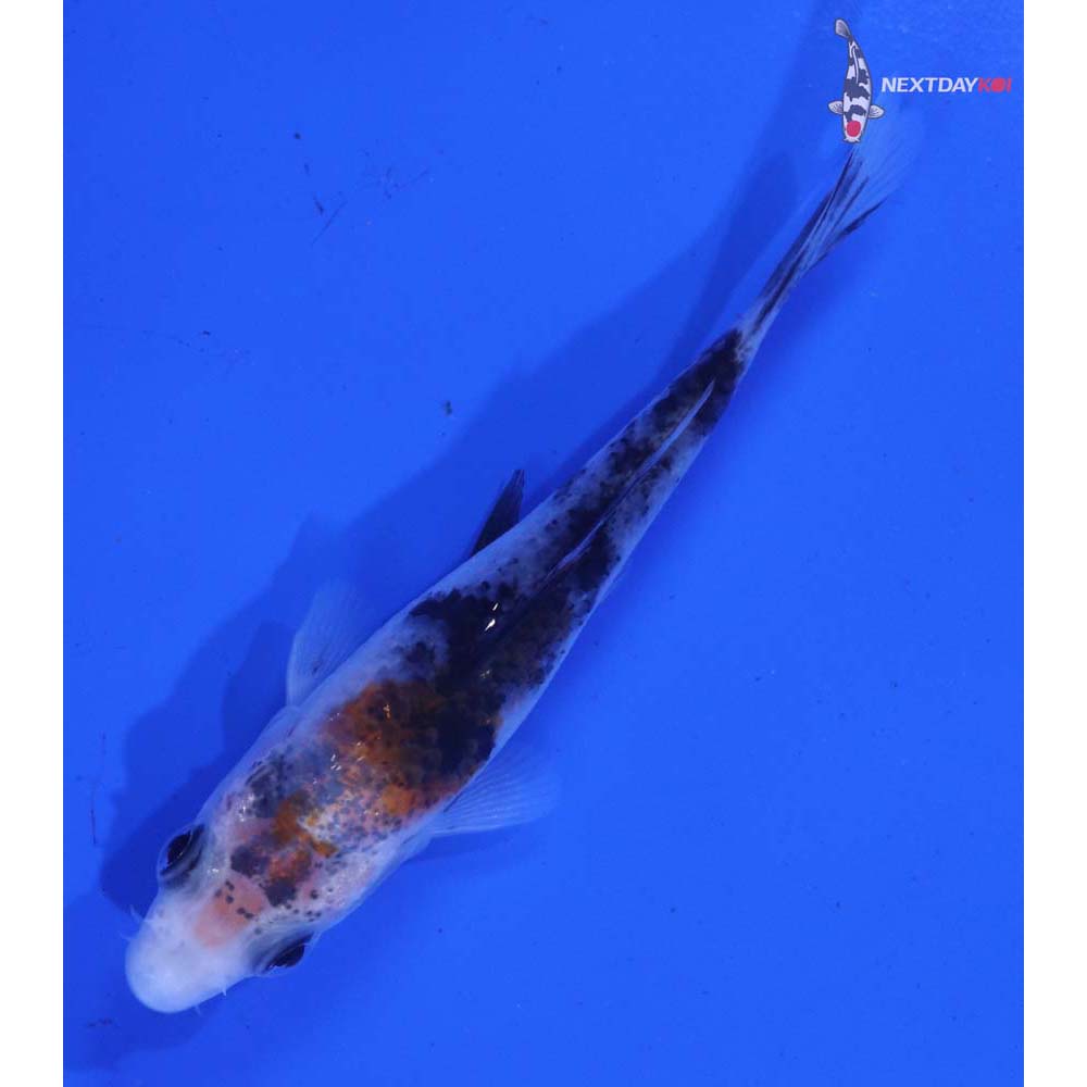 3.5” Imported Sanke