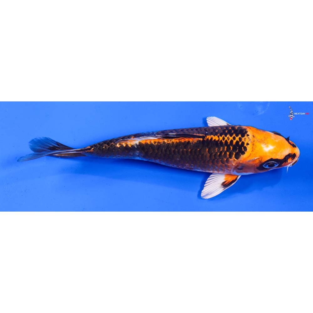 6” Imported Kujaku