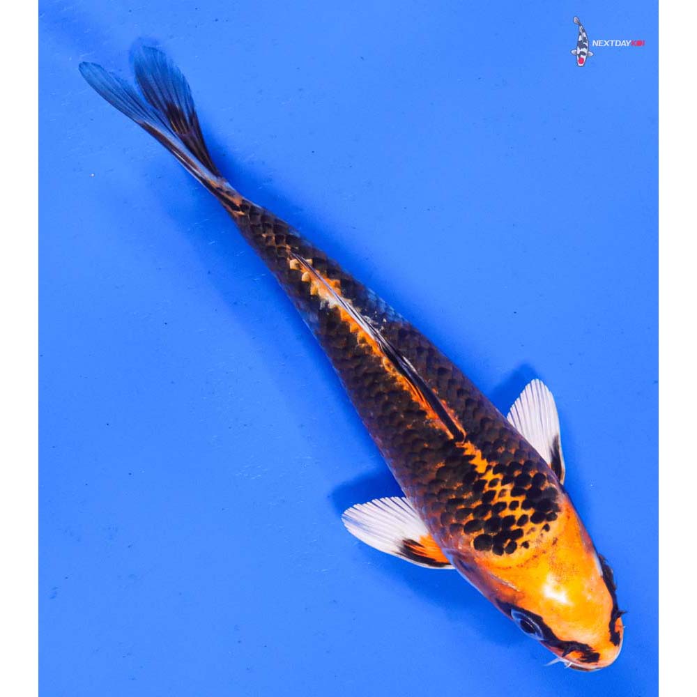 6” Imported Kujaku