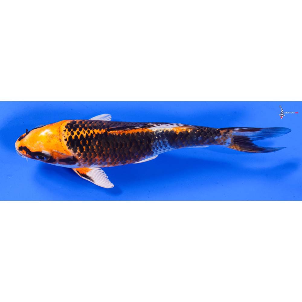 6” Imported Kujaku