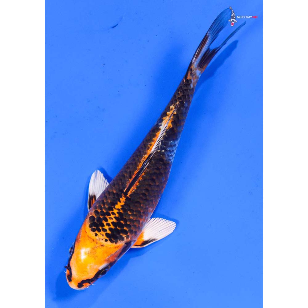 6” Imported Kujaku