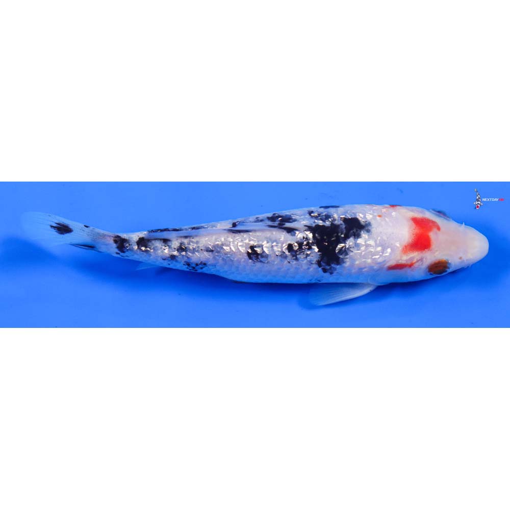 6” Imported Gin Rin Sanke