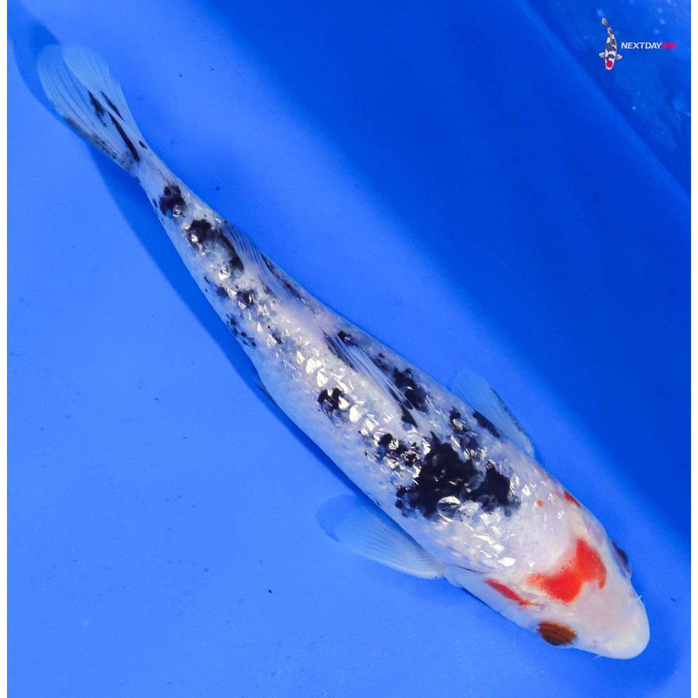 6” Imported Gin Rin Sanke