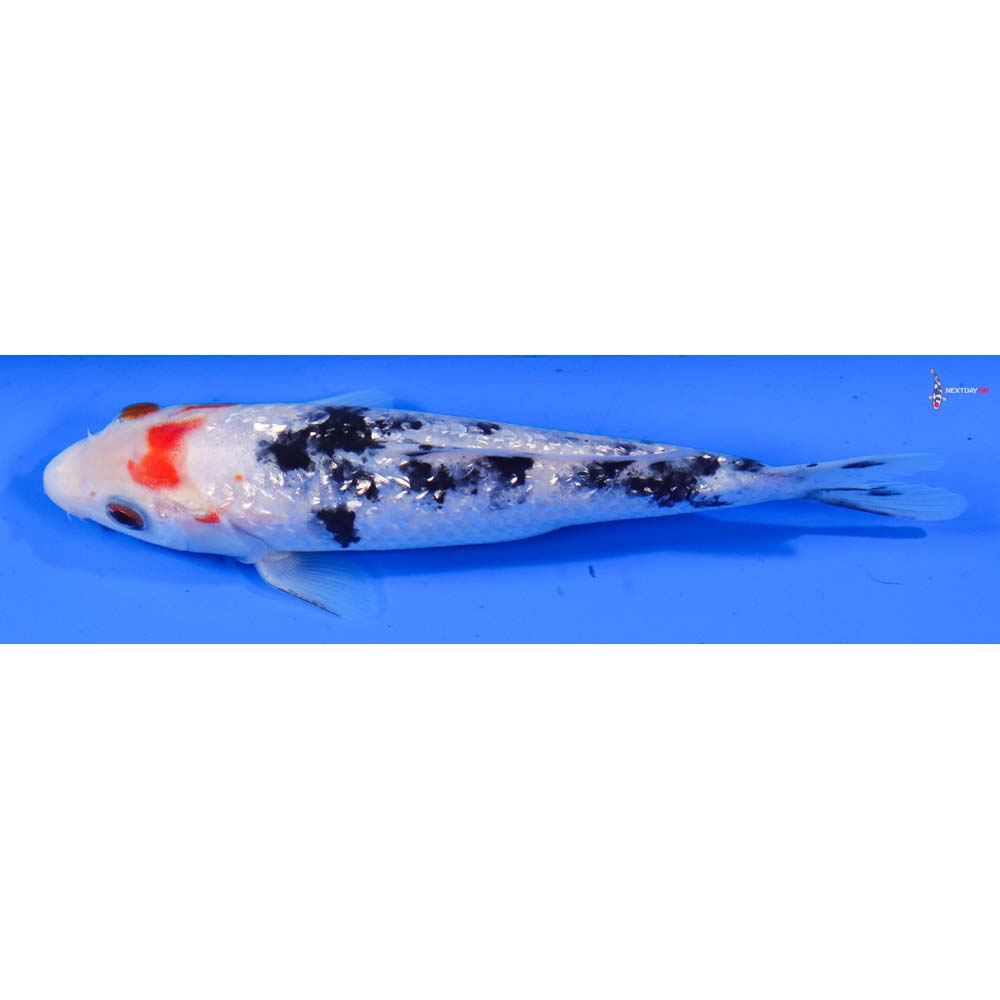 6” Imported Gin Rin Sanke