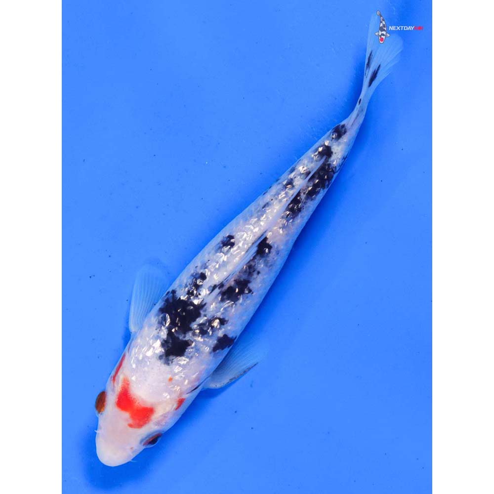 6” Imported Gin Rin Sanke