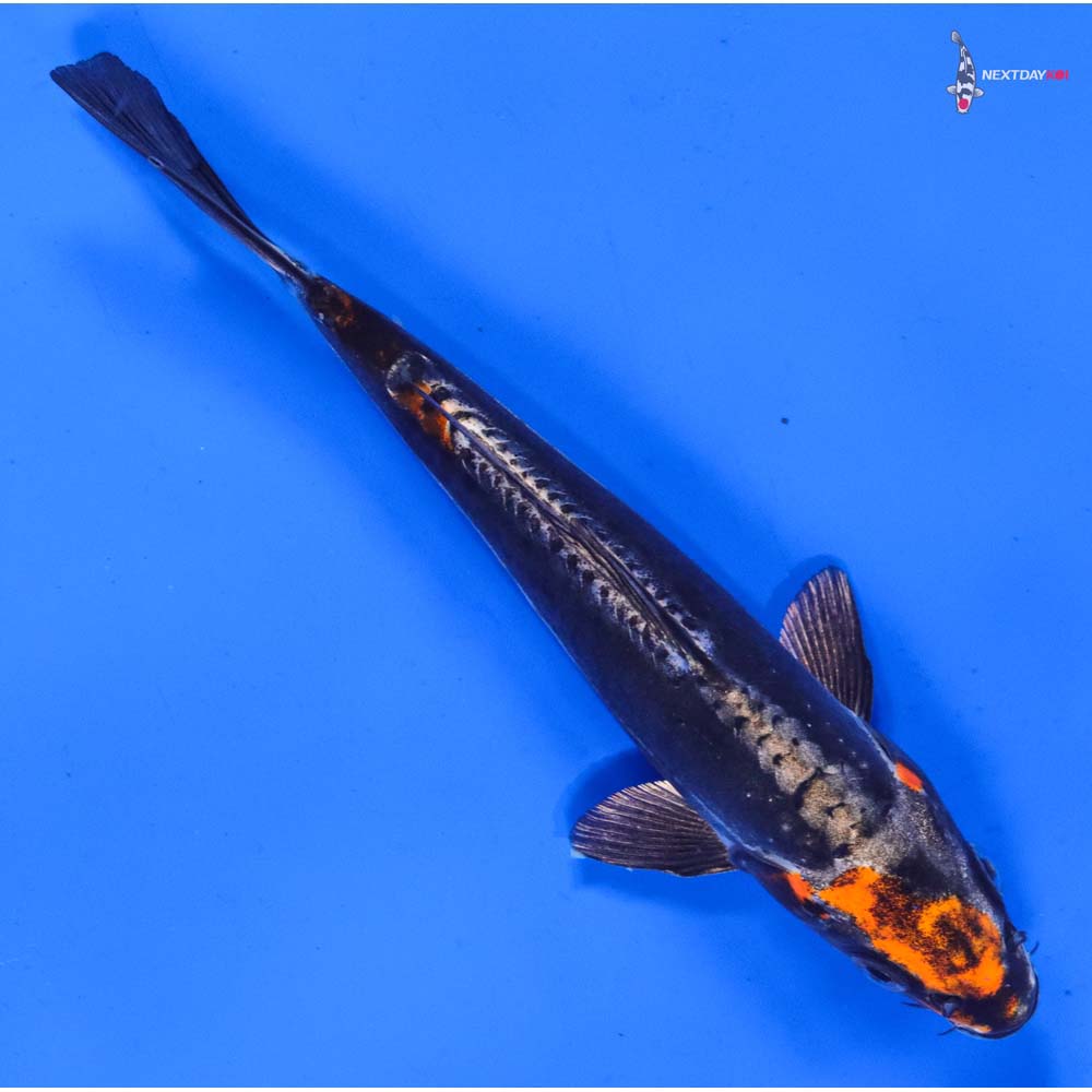 7” Imported Kin Kikokuryu