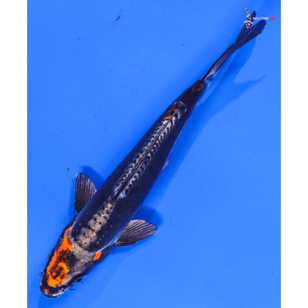 7” Imported Kin Kikokuryu