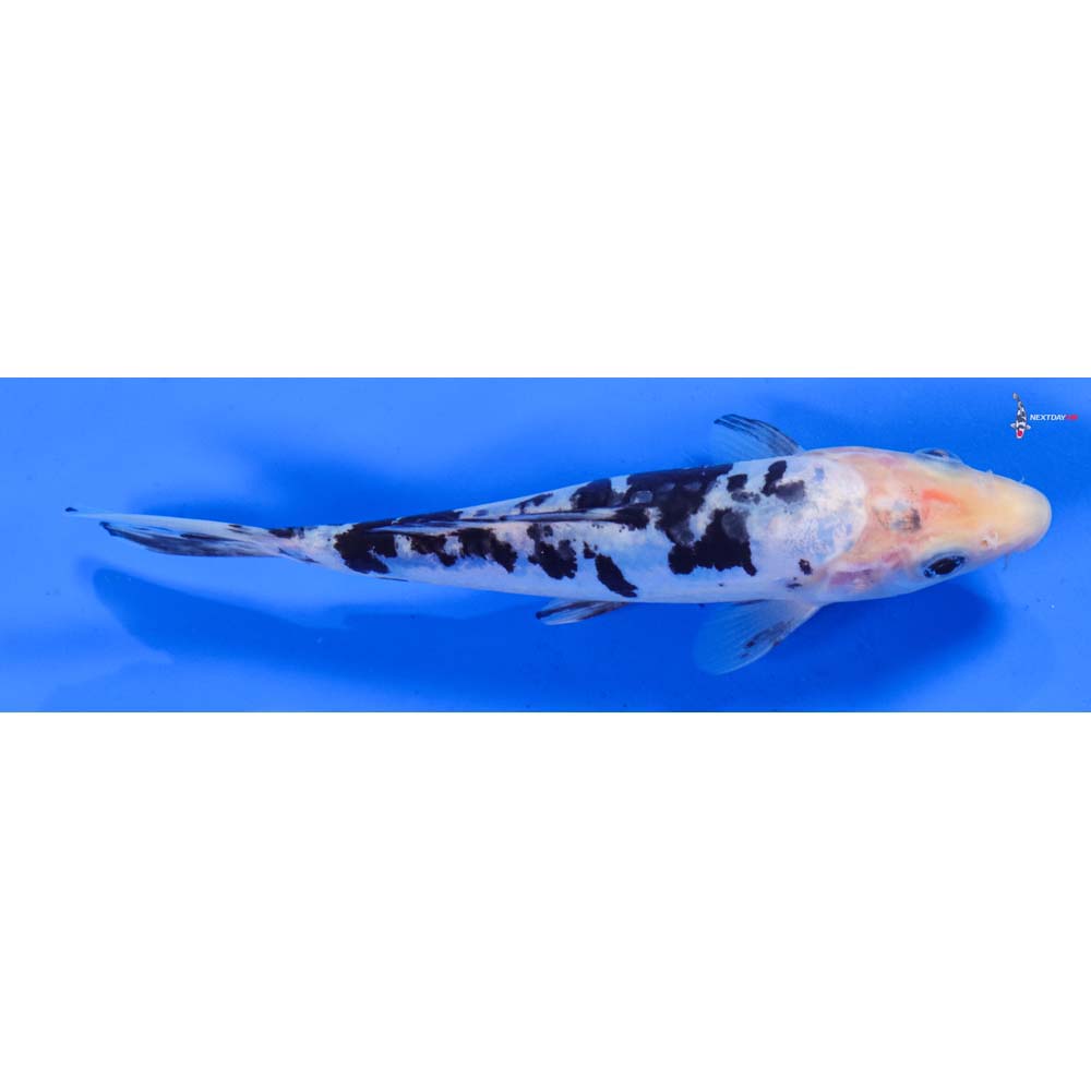 7” Imported Doitsu Shiro Bekko