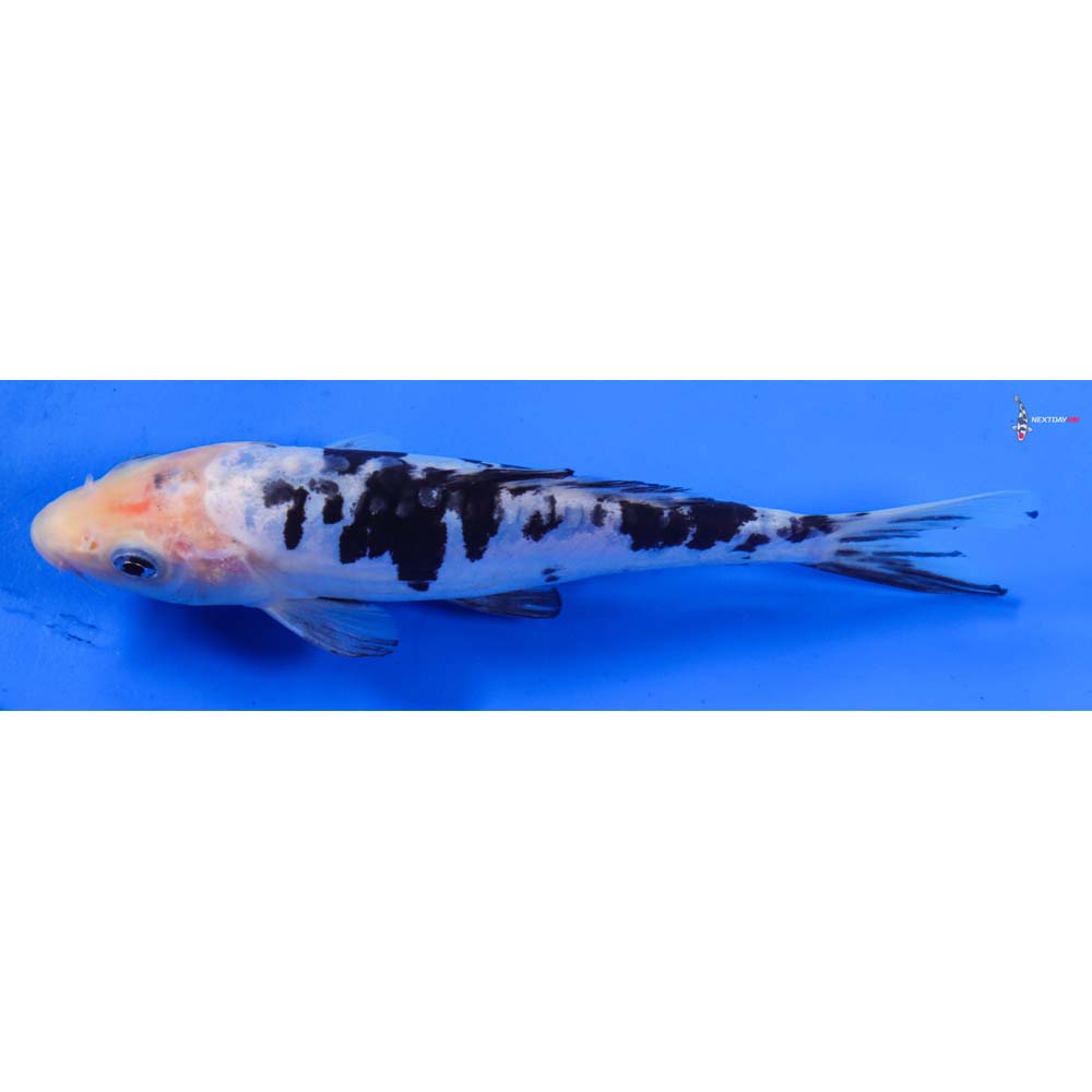 7” Imported Doitsu Shiro Bekko