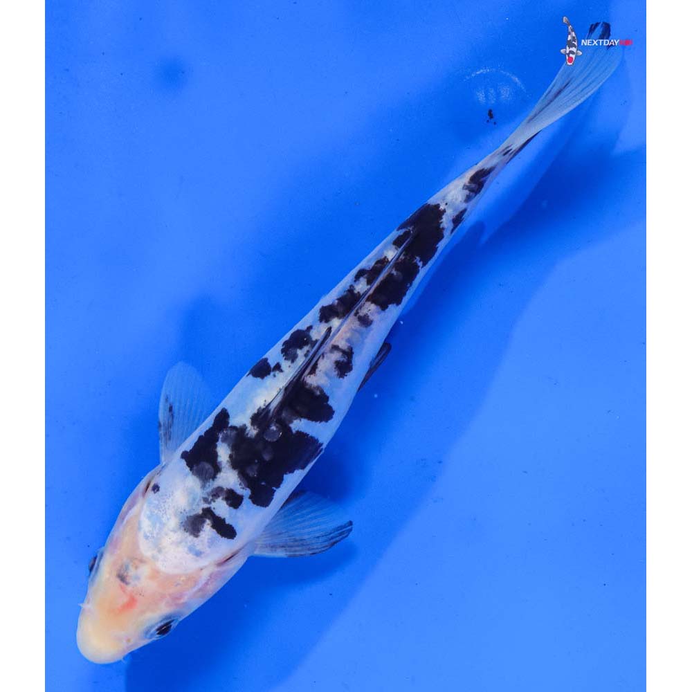 7” Imported Doitsu Shiro Bekko