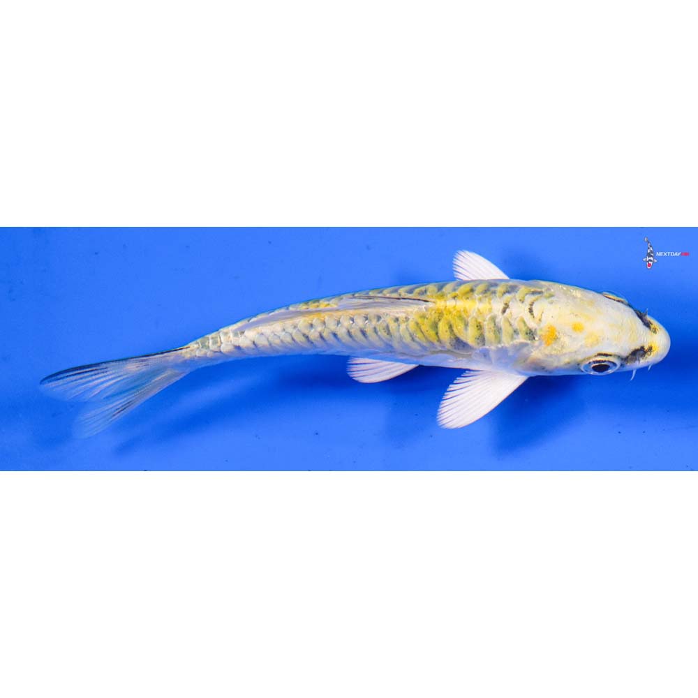 4” Imported Doitsu Kujaku