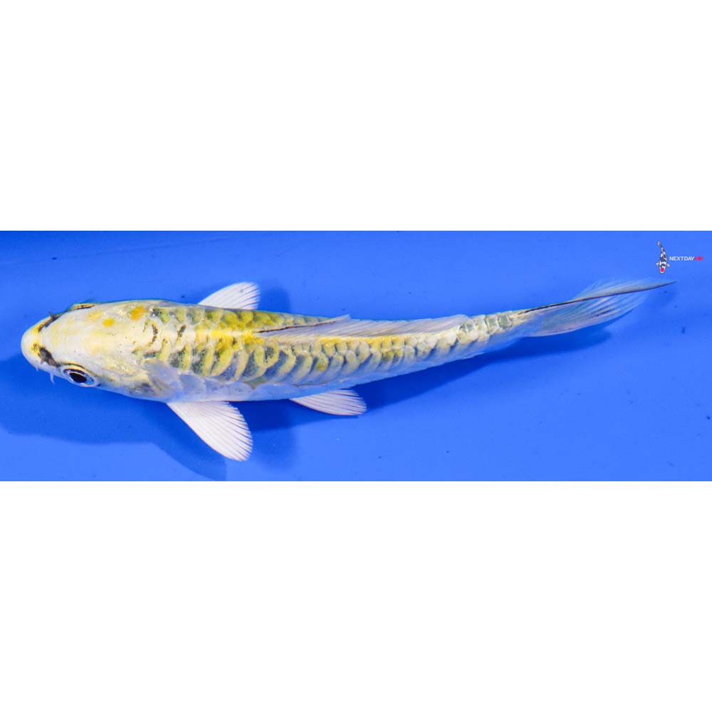 4” Imported Doitsu Kujaku