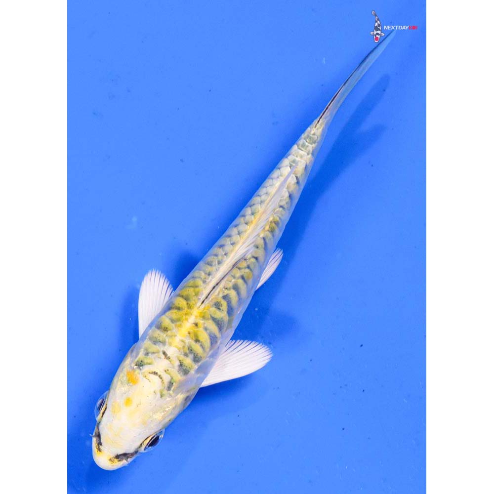 4” Imported Doitsu Kujaku