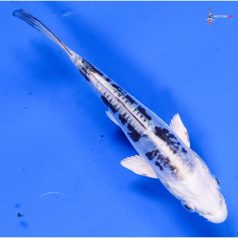 4.5” Imported Doitsu Shiro Bekko