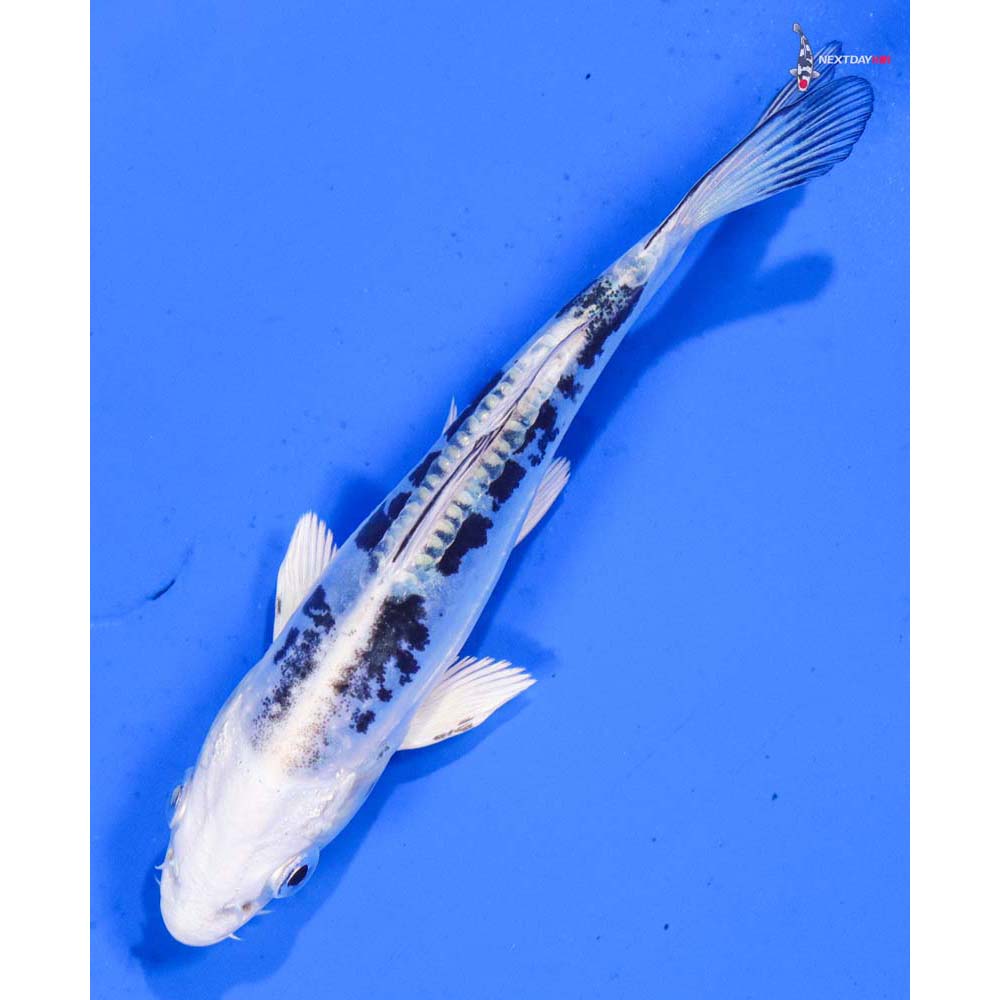 4.5” Imported Doitsu Shiro Bekko