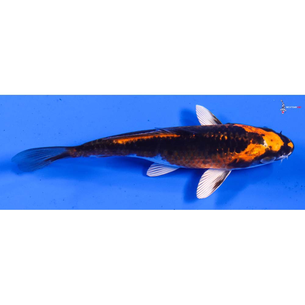 5” Imported Kujaku