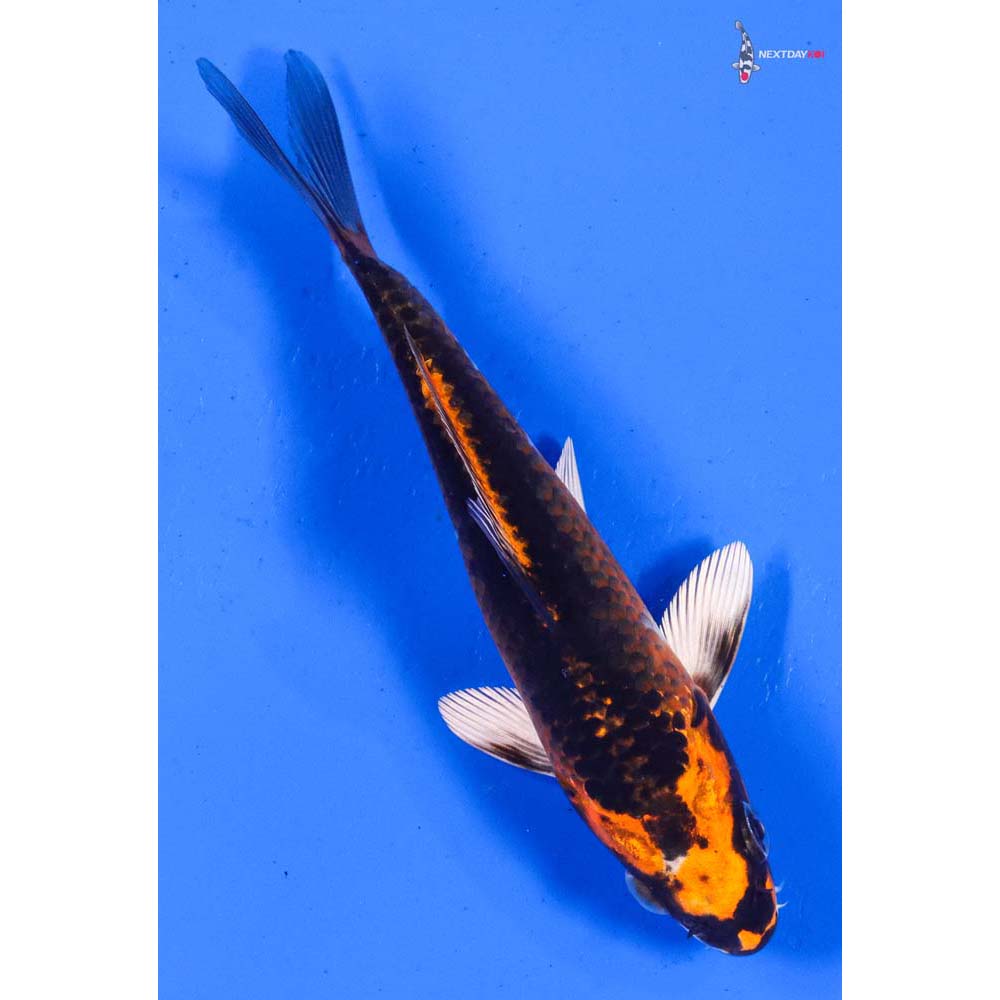 5” Imported Kujaku