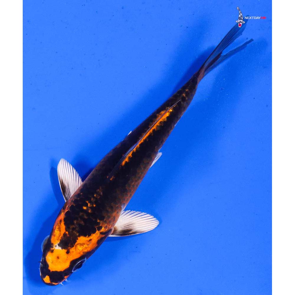 5” Imported Kujaku