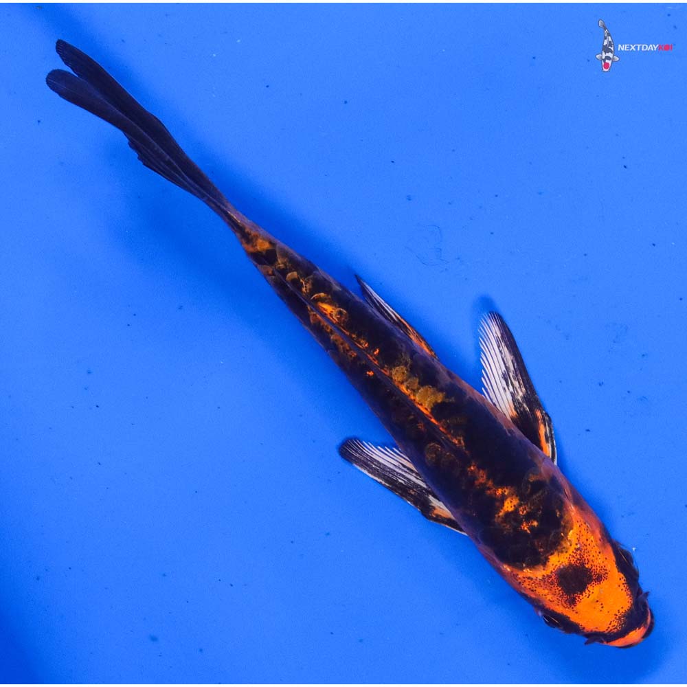 4” Imported Doitsu Kin Aka Bekko Butterfly Koi