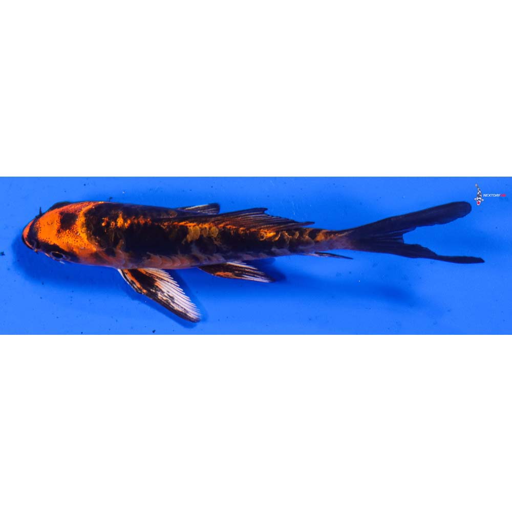 4” Imported Doitsu Kin Aka Bekko Butterfly Koi
