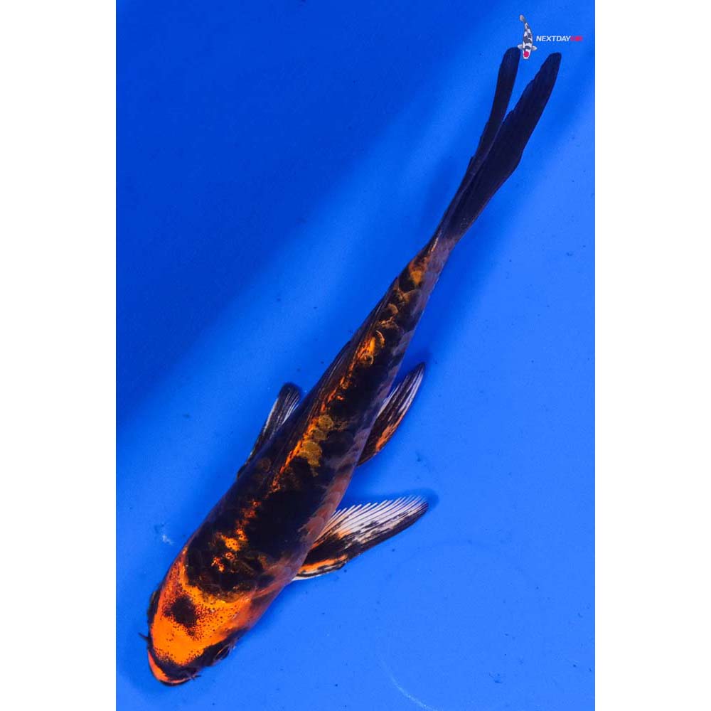 4” Imported Doitsu Kin Aka Bekko Butterfly Koi